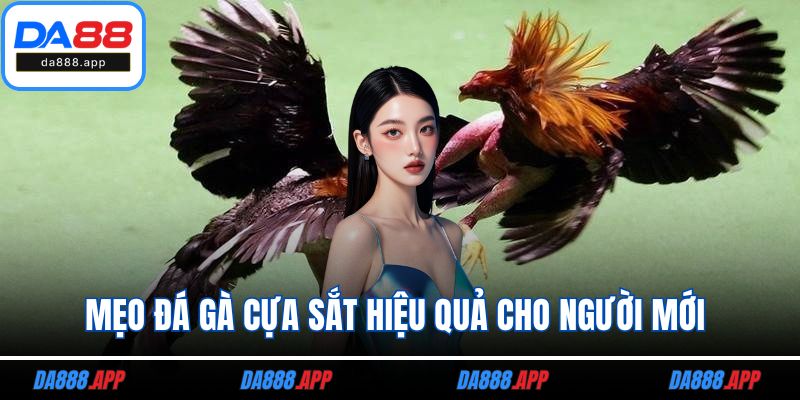 Mẹo đá gà cựa sắt
